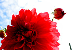 花と蕾