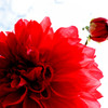 花と蕾