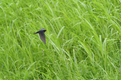 燕が飛んだ