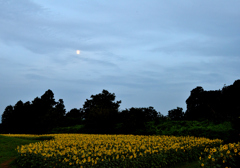 夕景　ヒマワリ畑