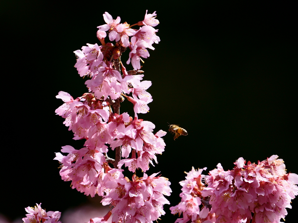 ミツバチと寒緋桜