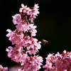ミツバチと寒緋桜