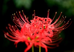 曼珠沙華二輪
