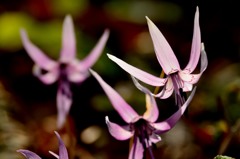カタクリの花