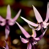 カタクリの花