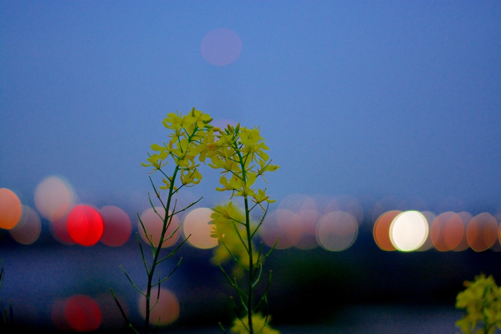菜の花、夕暮れて。