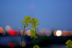 菜の花、夕暮れて。