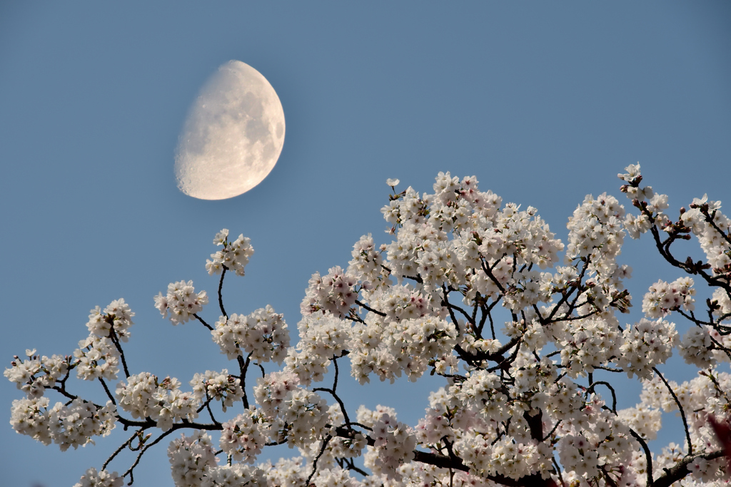 月と桜