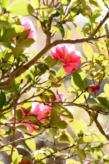 冬の花