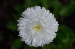 白い花と水玉