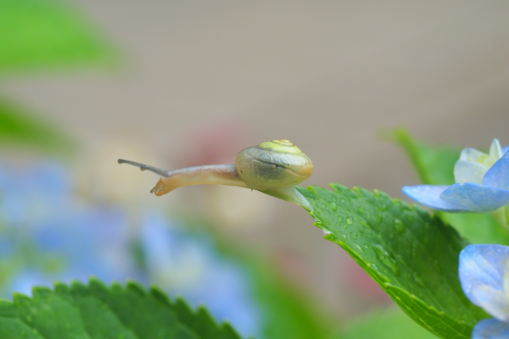 でんでん虫