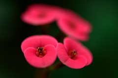紅い花４つ
