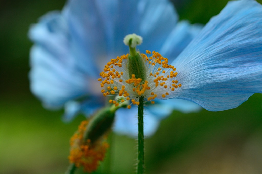 青いケシの花