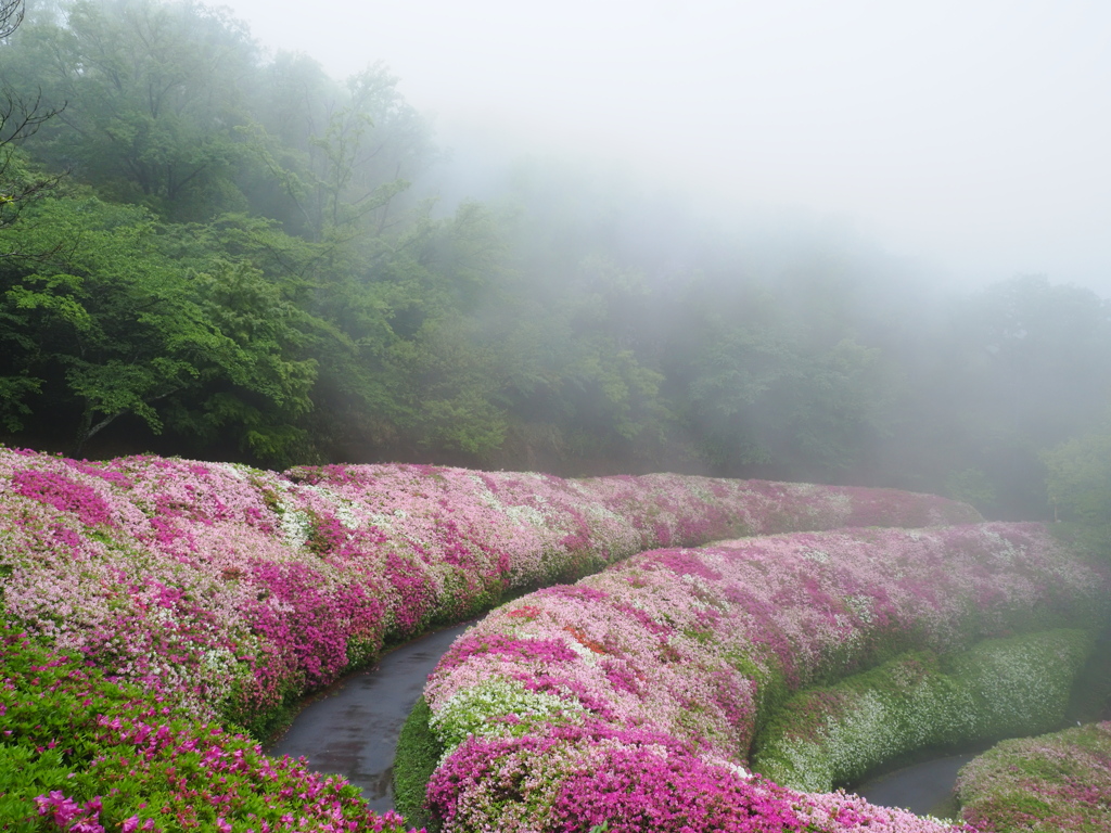 ツツジ園　生駒山