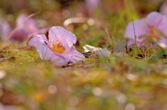 風邪ひくよ