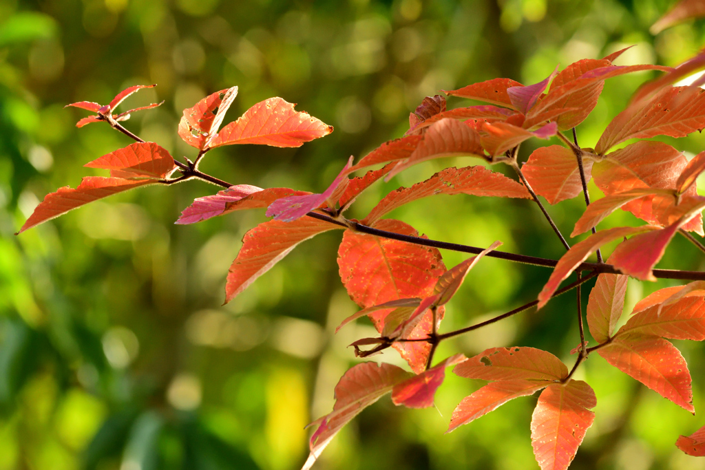淡い紅葉