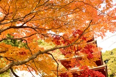 紅葉と塔
