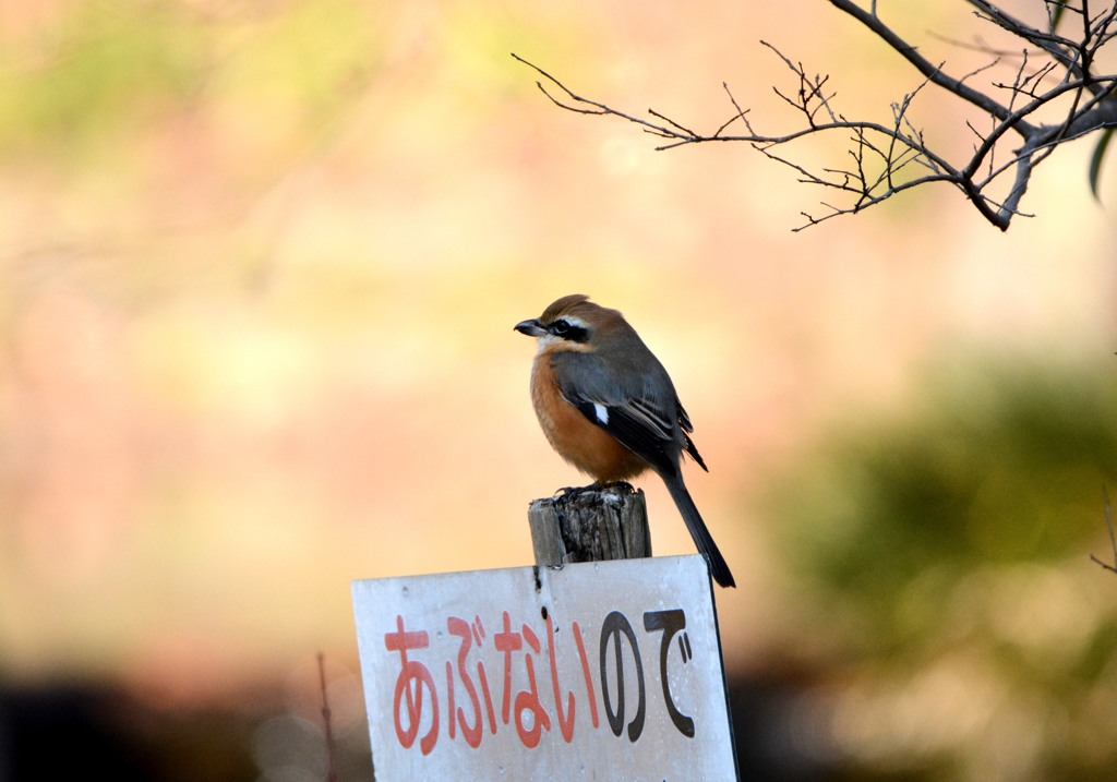 近づかないでください By Nobutama Id 写真共有サイト Photohito