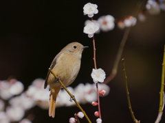 梅にジョウビタキ