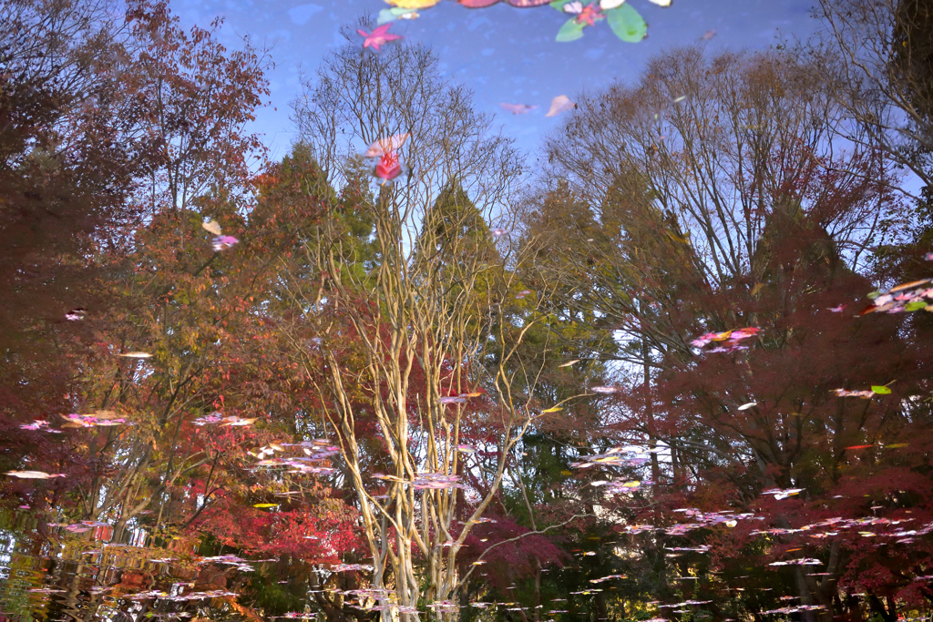 公園の紅葉
