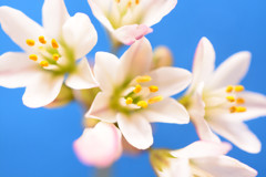 白い花