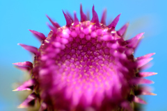 蕾