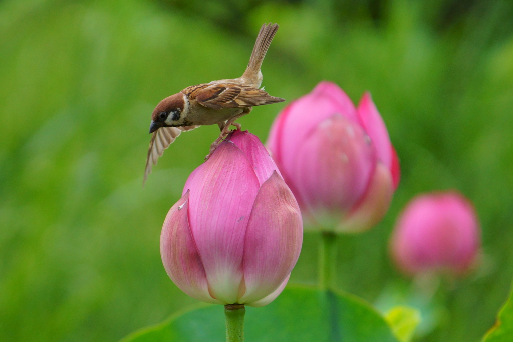 飛びます、飛びます。