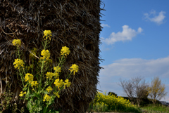 藁におとなの花