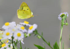 花から花へと