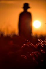 夕陽と猫じゃらしとノッポさん