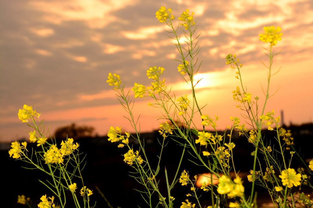 菜の花と夕日2