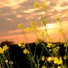 菜の花と夕日2