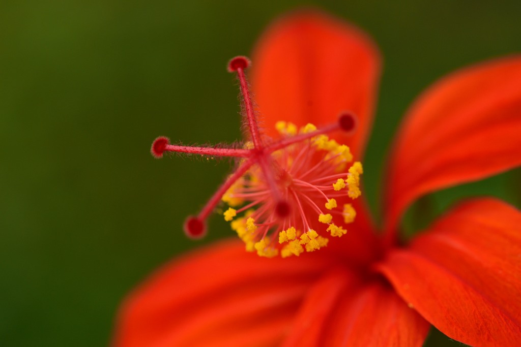 花蕊