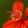 花蕊