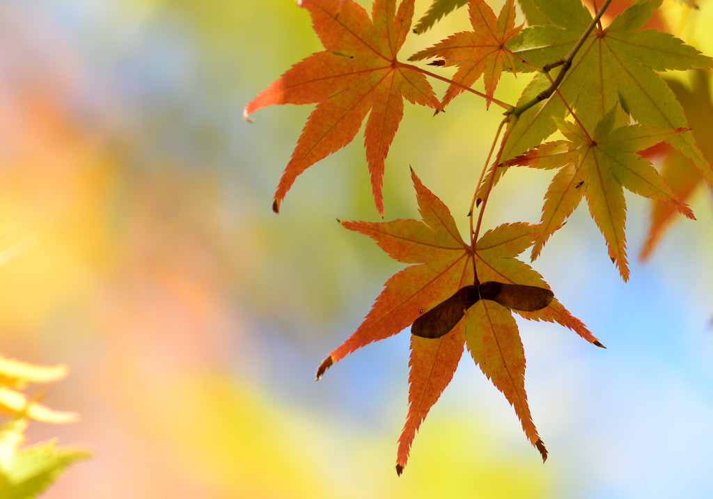 翼果と紅葉