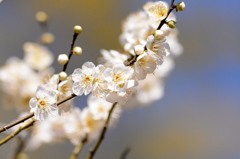 春告げる
