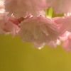 はんなり枝垂れ