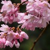 雨中の枝垂れ
