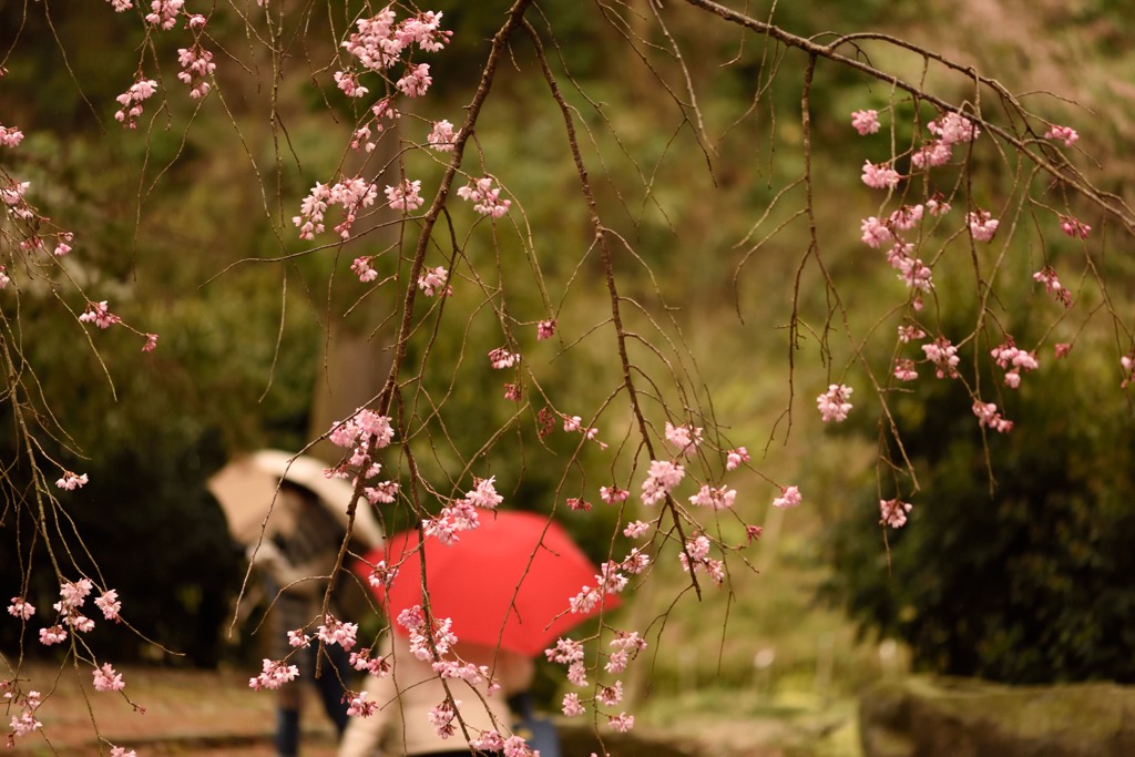 雨の散策