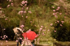 雨の散策