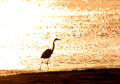 DSC_4367_168