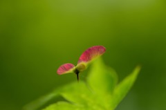 緑の中に