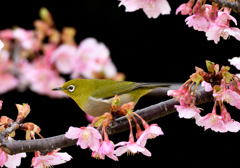 梅から桜へ　Ⅱ