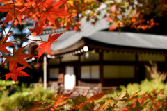 弘川寺の秋