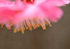 紅梅