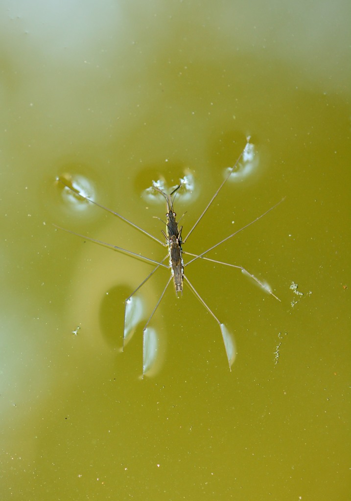猛暑日でも頑張る