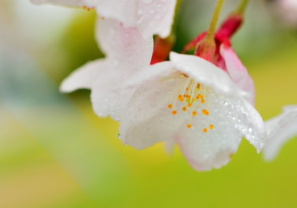 雨桜