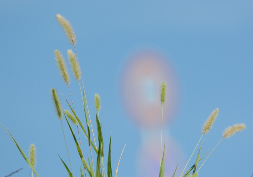 夏のエノコログサ