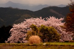 葛城の道、春
