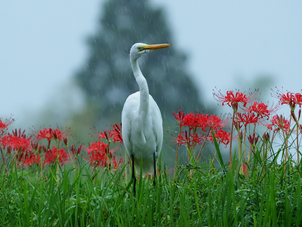 雨中のサギ